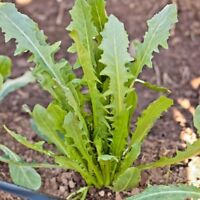 Extra Rare Details about / Chicory /'/'Red Stem/'/' ~200 Top Quality Seeds Special for Salads!