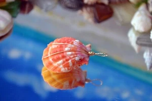 33 mm Hawaii Sonnenaufgang Muschel Paar ~ doppelseitiger Anhänger ~ 14K Gelbgold Draht - Bild 1 von 11