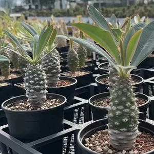 6-8cm 1 Stück lebende Euphorbia pachypodioides Garten Outdoor seltene Bepflanzung - Bild 1 von 9