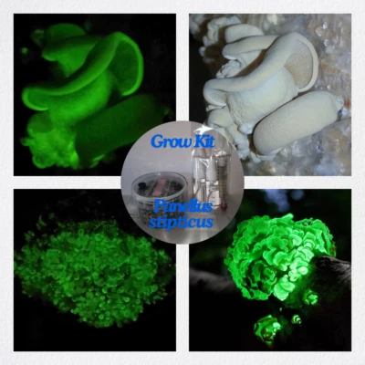 Leuchtpilz | Zuchtset/Glow in the Dark Mushroom Grow Kit (Panellus stipticus) - Image 1 of 4
