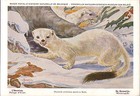 Set 5 PC Color Postcard Belgium Royal Natural History Mammalia Mustelidae Martes