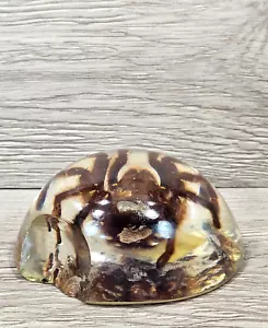 Vintage 4" Tarantula in Resin Dome Paperweight Shamanic Spirituality Collection - Picture 1 of 15