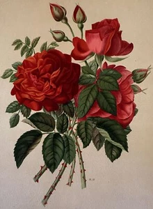 Pink Paul Auguste Hariot le Livre D'Or Des Roses 1903 Blossom Flowers Pl 53 - Picture 1 of 2