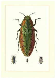 Großer Lindenprachtkäfer Lamprodila rutilans Insekten Farbdruck 1956 - Bild 1 von 1