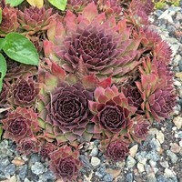 Sempervivum Eldorado cold hardy succulent plant BIG SALE! Sempervivum Eldorado cold hardy succulent plant BIG SALE!