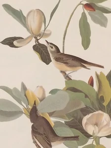 Warbling Vireo Audubon Print 15" x 11.5" Unframed Lithograph 332 - Picture 1 of 5