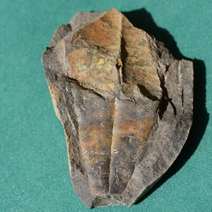 Large Conulariid Fossil Conularia kozlowskii from Devonian of Bolivia - Picture 1 of 12
