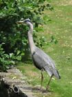 Photo 6x4 Heron at the northern end of Kelsey Park Beckenham  c2010