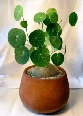 Stephania erecta Large about  8cm diameter Rooted🏵️ one plant only --pick one - Image 1 of 4