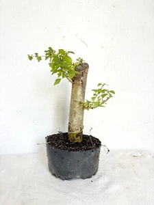 Gmelina philippensis (Parrot's Beak) Plant - Pre-Bonsai - Fat Trunk - Picture 1 of 9