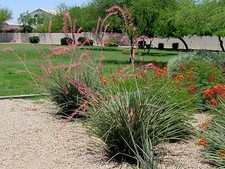 6 Plant Lot Large Adult Red Yucca One Year Old 12" Tall Xeriscape Desert