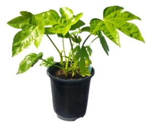 Fatsia Japonica ( japanese aralia ) - Live Plant - ( 1 QT ) - Picture 1 of 6