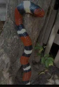 Wooden walking stick hand carved beautiful cobra snake handmade walking cane - Picture 1 of 3