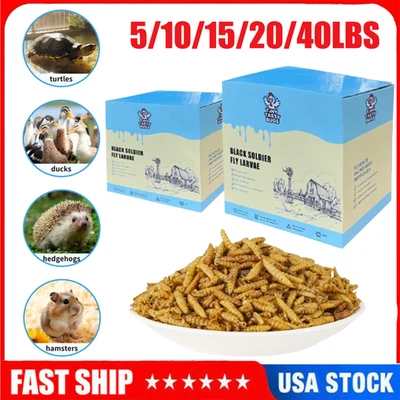 Larvas de mosca soldado negro seco de 5-40 lb gusanos de harina para pollos pájaros golosinas no transgénicas Foto 1 de 4