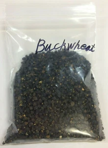 1/2 lb Buckwheat Seed Forage Food Plot Honey Bee Deer Turkey Bird Attractant - Picture 1 of 1