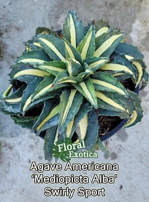 Swirly Agave - Agave Mediopicta Alba Swirly Sport - Compact Agave - Rare Sport - Image 1 of 3