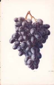 c1900 FRUCHT LILA THOMCORD TRAUBEN CHROMOLITHOGRAPH 5,75" x 8,75" - Bild 1 von 2