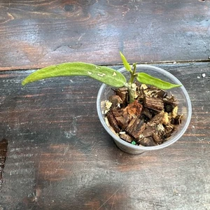 Uncommon Hoya Pandurata- Exact Live Plant “A” - Picture 1 of 6