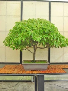 4 graines de CAMPHRIER(Cinnamomum Camphora) BONSAI G946 CAMPHOR TREE SEEDS SAMEN