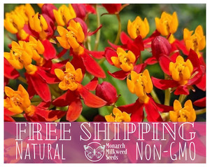 320+ Tropical Milkweed Seeds (Asclepias curassavica) Monarch Butterfly Plant Usa