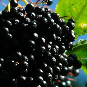 Sambuco Haschberg 2L - Arbusto da frutto, ideale per conserve e vino - Foto 1 di 11