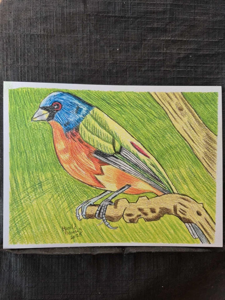 Pájaro. Retrato de arte a lápiz de color de 6""x8"". (Original). Foto 1 de 1