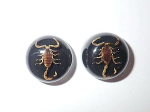 Insect Cabochon Golden Scorpion Specimen Round 19 mm Black Bottom 2 pieces Lot - Picture 1 of 14