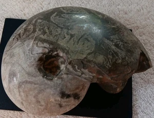 Natural Ammonite Fossil Conch Quartz Crystal Specimen- 5"x4" - Bild 1 von 13