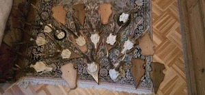 Rehbock Abnorme Reh Gehörne Geweih, 12 Stück Konvolut - Bild 1 von 1