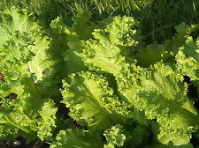 20,000 Bulk Southern Giant Curled Mustard Greens Seeds Nongmo Heirloom Gardening