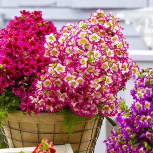 100 Mixed Angel Wings Flower Seeds Easy to Grow UK Multi Colour Schizanthus - Picture 1 of 6