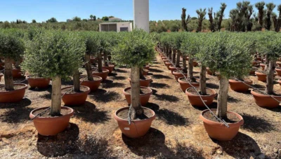 Ulivo olivo "Olea europea" bonsai in ciotola da 90 lt crf tronco 40/60 cm FOTO R - Immagine 1 di 2