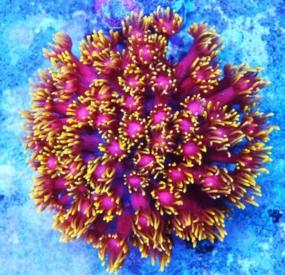 TSA Fantasia Goniopora Zoanthids Paly Zoa PLC LPS Corales, 10+ Fragmento de pólipos Foto 1 de 2