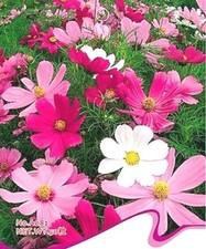 Cosmos Seed Cosmos Bipinnatus Flower Seeds ~1 Pack 100 Seeds~ ♫