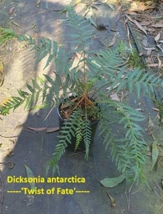 FERN ,Australian Species Fern , D. antarctica Crested 'Twist of Fate' x 2 . - Picture 1 of 3