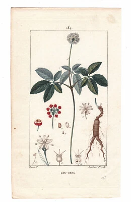 Planche Botanique XIXe Ginseng Panax Araliaceae Phytothérapie Botany 1820 人蔘 - Photo 1/4