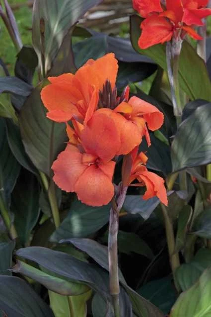 144 CANNA CANNOVA BRONZE ORANGE Live Plants Plugs Garden Planters AV - Image 1 of 1