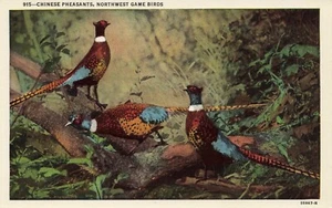 Postcard Chinese Pheasants Northwest Game Birds Multicolored - Picture 1 of 2