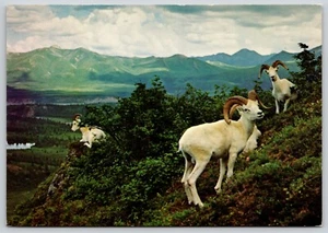 Postcard The Arctic White Dall Sheep Ovis dalli Alaska - Picture 1 of 2