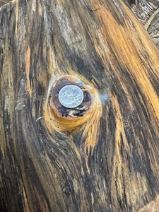 #NIP61 SPALTED NORFOLK ISLAND PINE, CUTTING BOARDS,PEN BLANKS,SCALES,BOWL - Picture 1 of 15