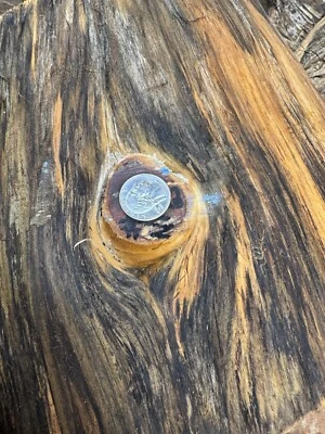 #NIP61 PINHO DA ILHA NORFOLK RACHADO, TÁBUAS DE CORTE, CANETA EM BRANCO, ESCAMAS, TIGELA - Imagem 1 de 4