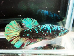 Live Betta Fish Giant Avatar nebula female Highquality (Rareitem) - Picture 1 of 9