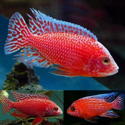 LIVE Strawberry Peacock African Cichlid 3" MALE (GRADE-A) - Image 1 of 2