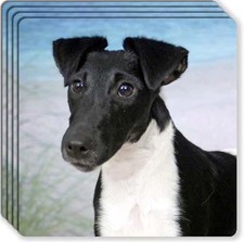 Smooth Fox Terrier Rubber Coaster Set