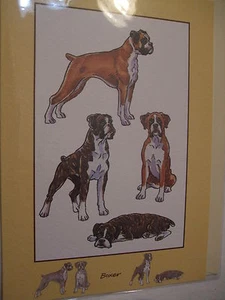 CARTE + ENVELOPPE - chien   BOXER - Bild 1 von 1