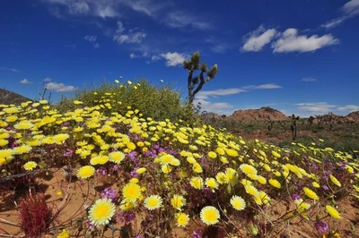 Panasonic Lumix G Vario 7-14mm f/4 Ultra Wide Angle for Landscapes, Interiors - Image 1 of 4