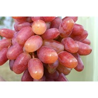 3 pieces GOLD FINGER grape cuttings