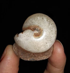 ¡INCREÍBLE AMONITA!! FÓSIL DE AGATHICERATIDAE EN MATRIZ, DE TIMOR INDONESIA, 27MM - Imagen 1 de 6