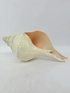 Giant 19.5 Inch Syrinx Aruanus Australian Trumpet Sea Snail Shell - Picture 1 of 18