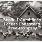 12 Rhode Island Reds (Heritage Breed) Hatching Eggs 100% Cage Free